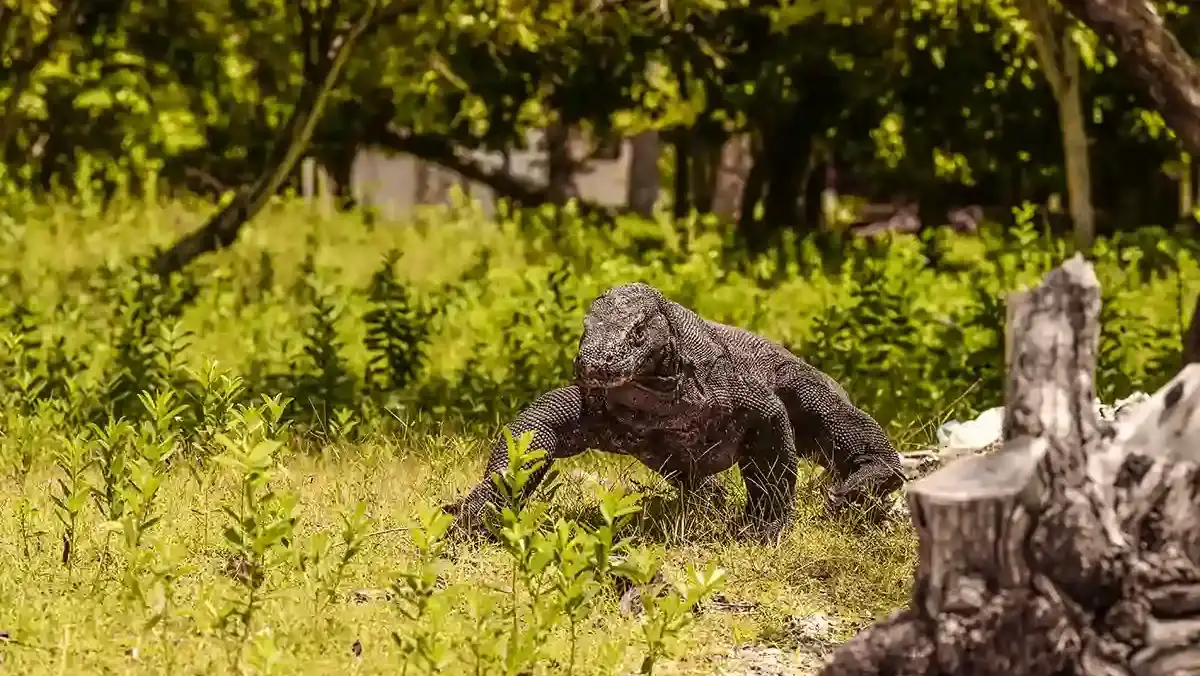 Komodo | Invest Flores